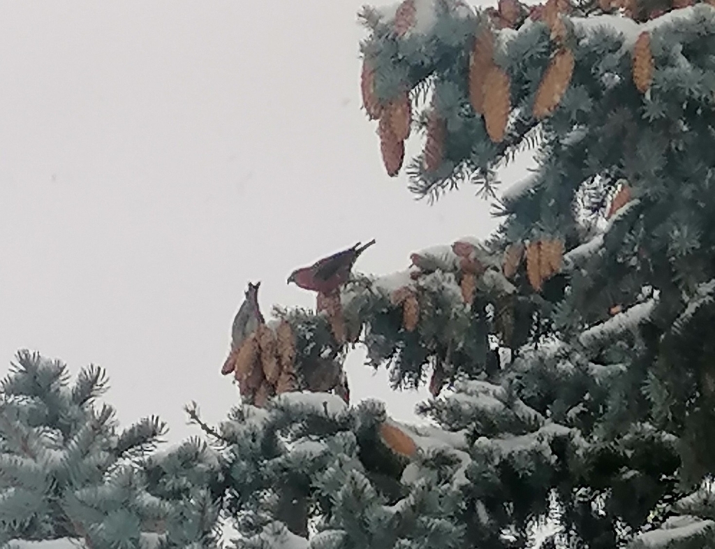 Red Crossbill From On