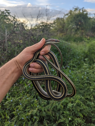 Speckled Sand Racer