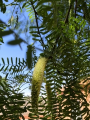 Prosopis glandulosa