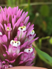 Castilleja densiflora