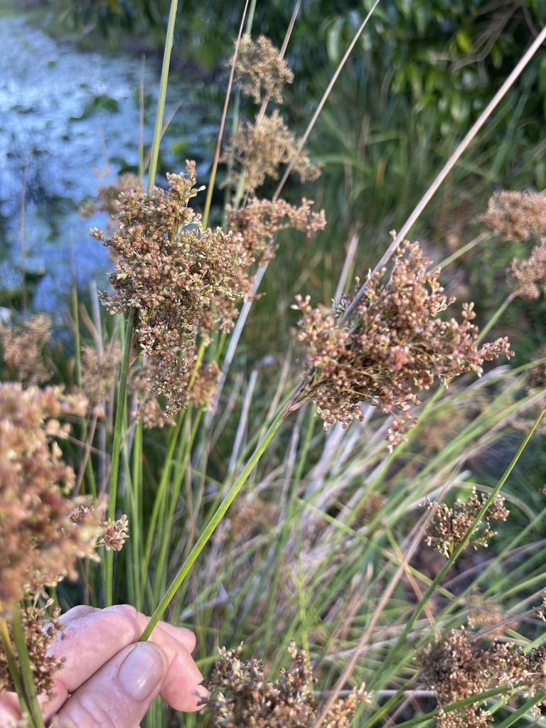australian rush from Lake Russell Dr, Emerald Beach, NSW, AU on ...