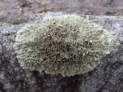 Xanthoparmelia stenophylla