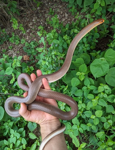 Red-spotted Beaked Snake