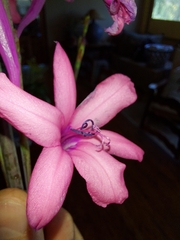 Versfeld's Watsonia (Watsonia versfeldii)