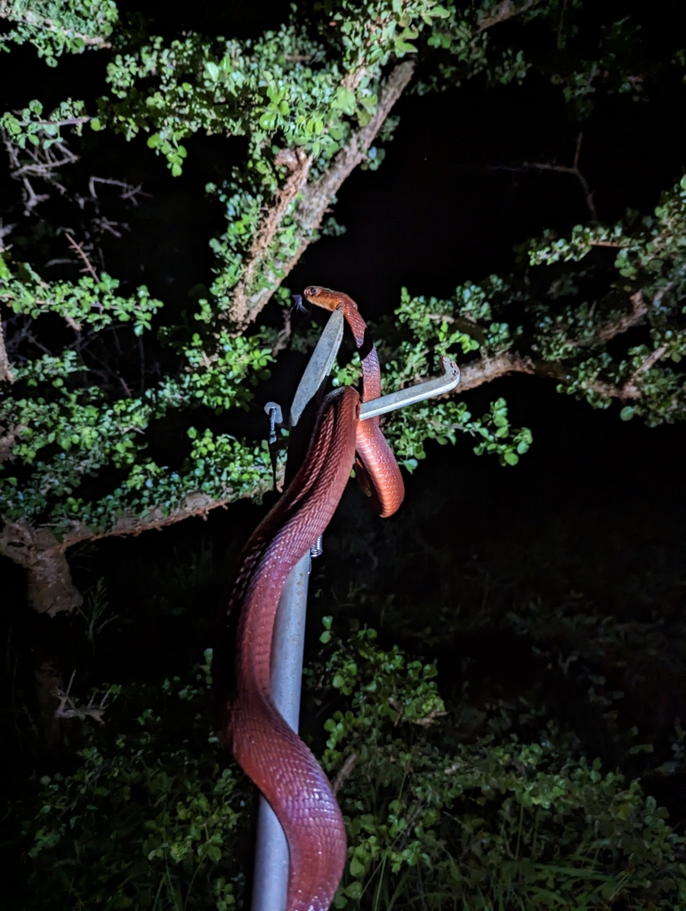 African Cobra