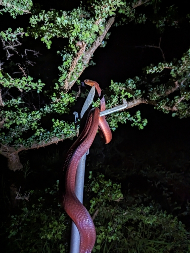 Red Spitting Cobra