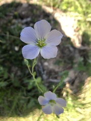 Linum pratense