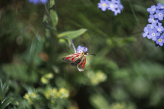 Zygaena exulans