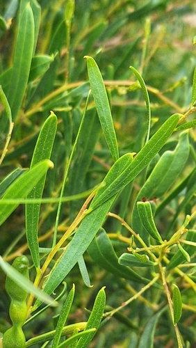 Image of Acacia ligulata by no rights reserved