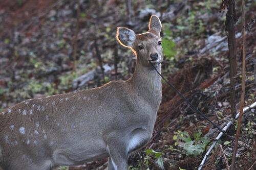 Sika Deer (Cervus nippon)