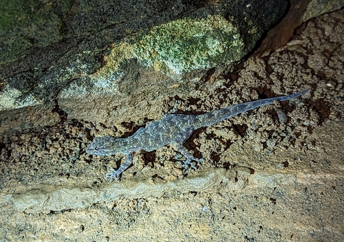 African Gecko, Ancylodactylus africanus