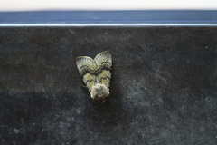Agrotis simplonia