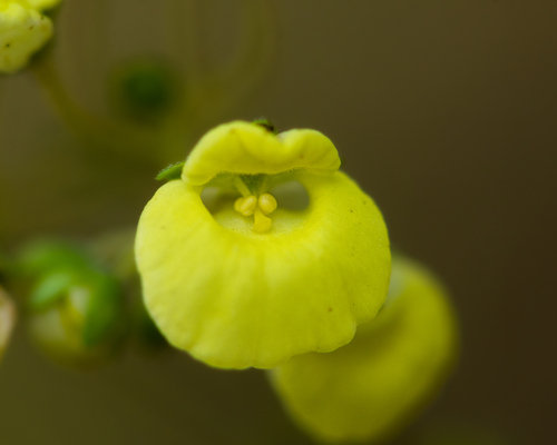 Calceolaria nudicaulis (Calceolaria nudicaulis)