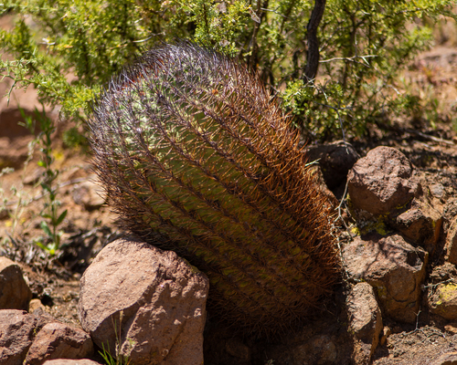 Eriosyce curvispina