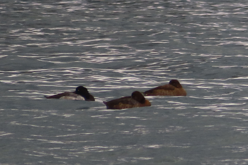 Eurasian Greater Scaup