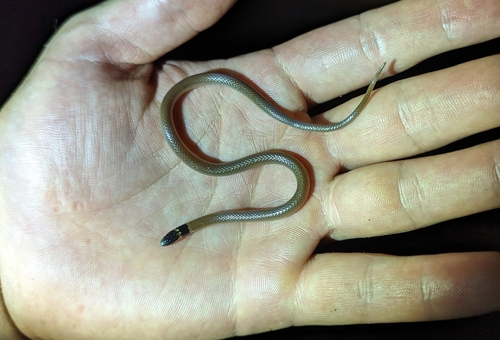 Jackson’s centipede-eater, Aparallactus jacksonii