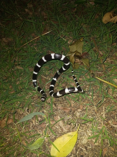 Eastern Bandy Bandy sighting