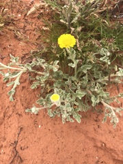 Baileya pleniradiata