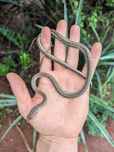 Link-marked Sand Snake