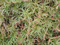 Atrichum altecristatum