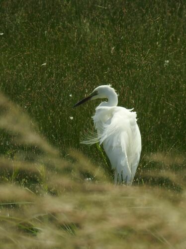 Garceta grande (Ardea alba)