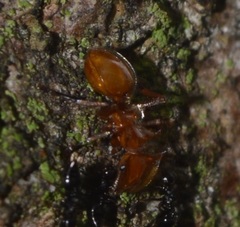 Cephalotes clypeatus