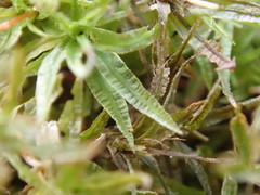 Atrichum altecristatum