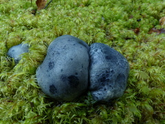 Rossbeevera pachydermis