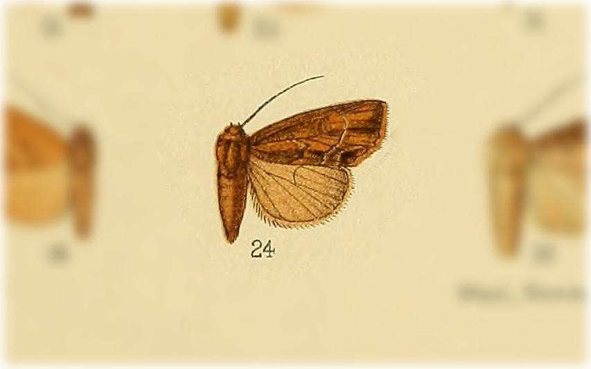 Photedes didonea