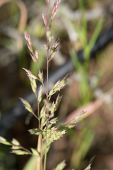 Poa thomasii