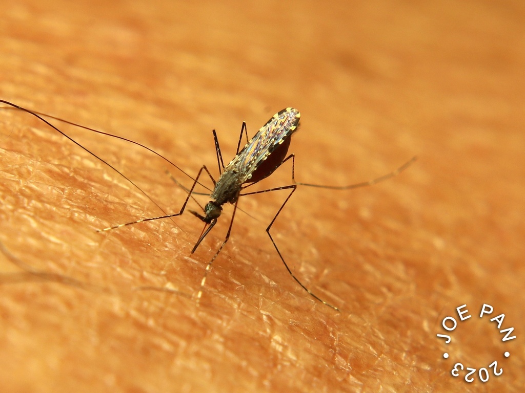 Anopheles balabacensis