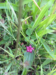 Trifolium depauperatum
