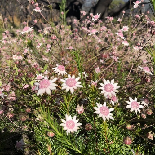 Pink flannel flower (Actinotus forsythii)