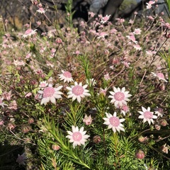 Actinotus forsythii