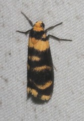 Scaptesyle equidistans