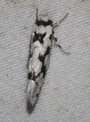 Lichenaula calligrapha