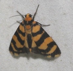 Scaptesyle equidistans