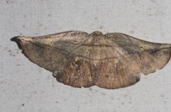 Xenomusa metallica