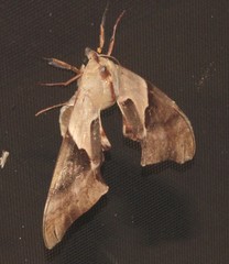 Coequosa australasiae