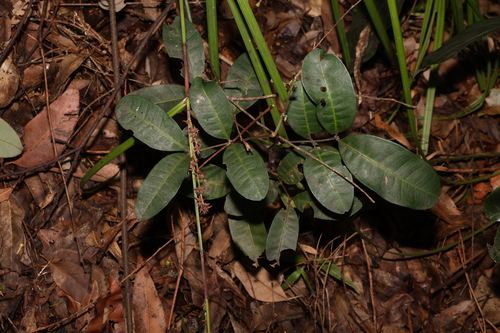 Image of Flindersia bennettii by (c) Greg Tasney, some rights reserved (CC BY-SA)