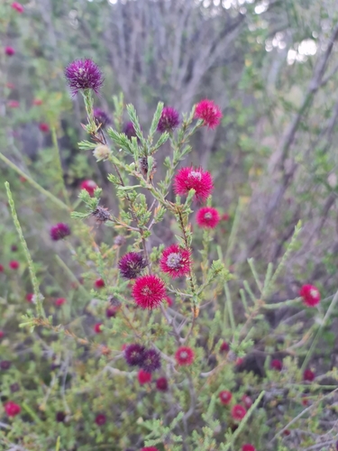 Image of Melaleuca purpurea by (c) Belinda Forbes, some rights reserved (CC BY)