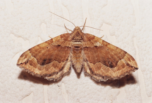 Pelurga comitata