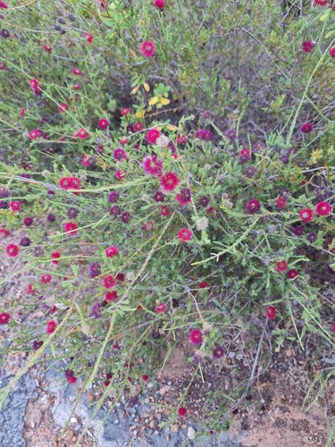 Image of Melaleuca purpurea by (c) Belinda Forbes, some rights reserved (CC BY)
