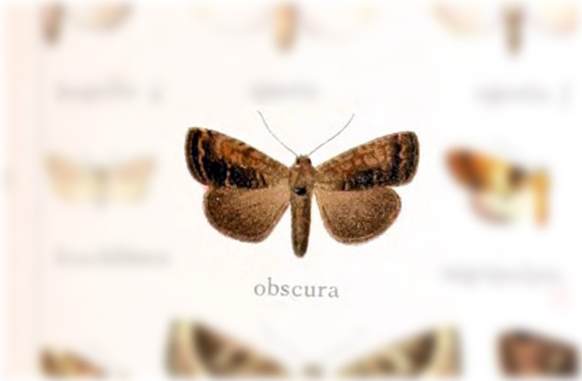 Elaphria obscura