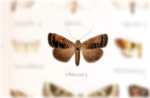 Elaphria obscura