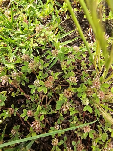 Trifolium glomeratum observed 2023-11-20