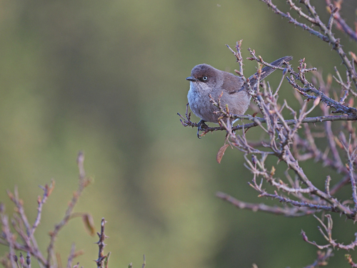 Yemen Warbler (Curruca buryi), photo 3