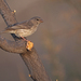 Olive-rumped Serin - Photo no rights reserved, uploaded by James Eaton