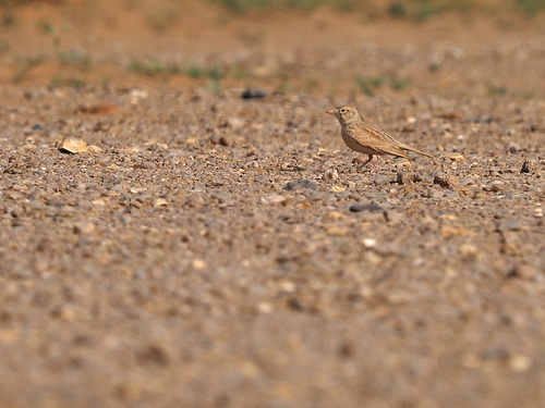 Dunn's Lark (Eremalauda dunni), photo 8
