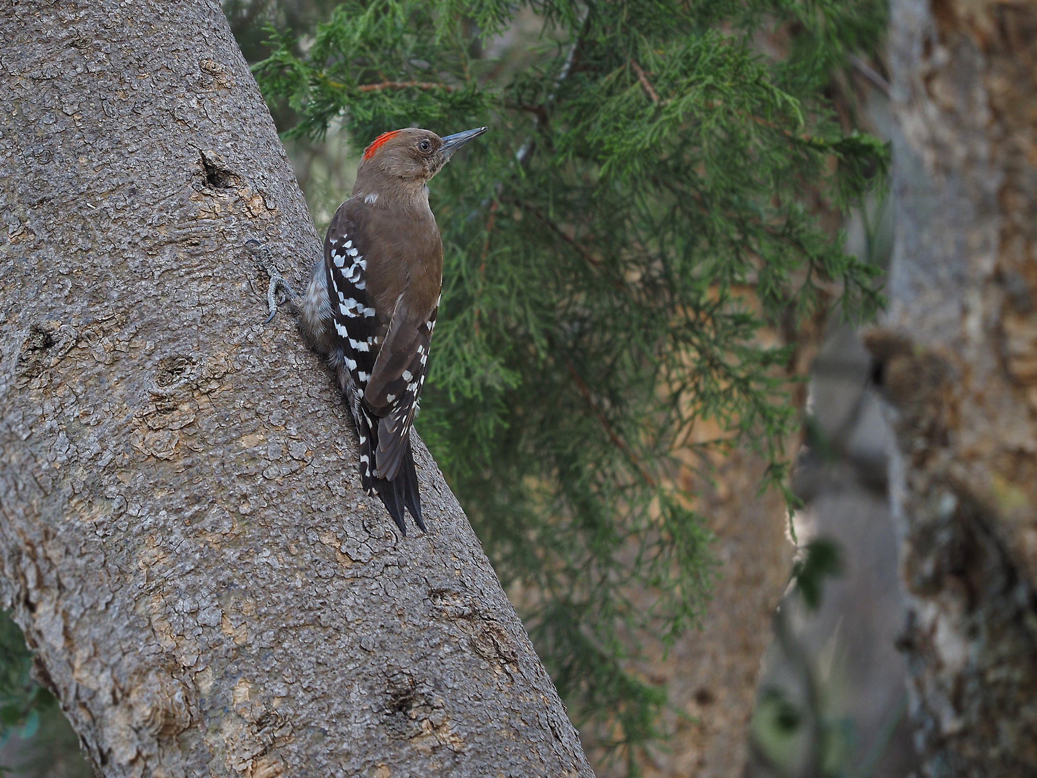 Arabian Woodpecker (Dendrocoptes dorae), photo 10